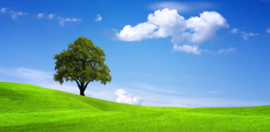 carpet cleaning long island ny