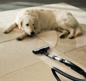 carpet cleaning long island ny